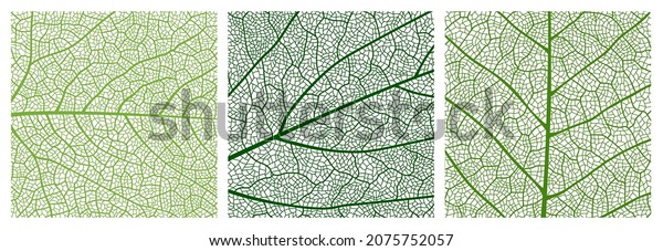 Close up green leaf texture pattern, leaf pattern\
background with veins and cells. Vector venation structure of eco\
nature tree or plant foliage, abstract mosaic backdrop of birch or\
maple leaf