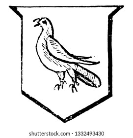 Close have a bird with its wings closed, vintage line drawing or engraving illustration.