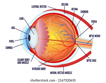 close up human eyeball retina