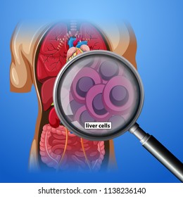 A close up human liver cells illustration