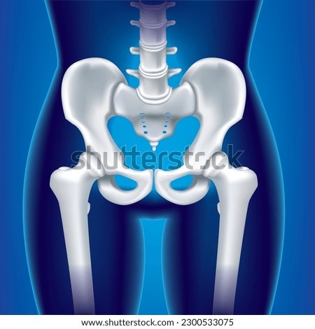 Close Up Human pelvis or Hip bone and Head Femur- 3D medical illustration- X ray blue film- Healthcare- Human Anatomy and Medical concept-Isolated on black background.