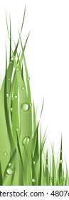 close up illustration of green grass with dew against white background