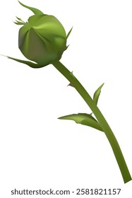 Close up illustration of a green rosebud on a thorny stem, showcasing detailed leaves. The budding flower represents growth and potential, set against a clean white background