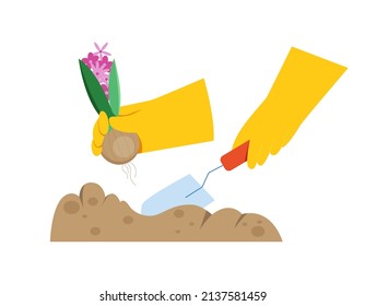 Close up illustration of hands wearing gloves working in the garden planting bulbous flower hyacinth and using shovel. Vector flat illustration for the spring time