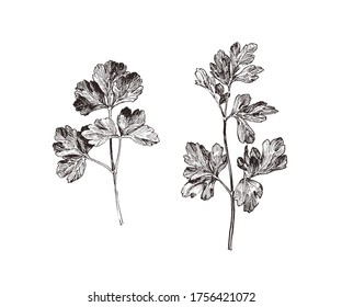 Close up  illustration of parsley herb, hand drawn parsley leaves isolated on white background