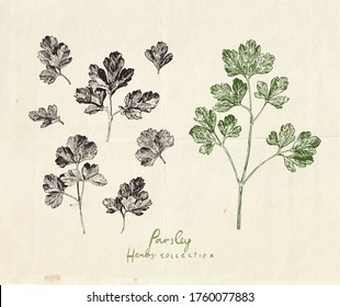 Close up illustration of parsley herb, vintage hand drawn parsley leaves