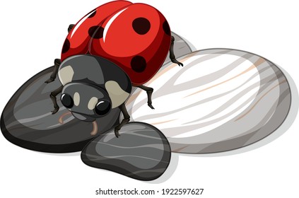 Close up of a ladybug on stones leaf isolated illustration