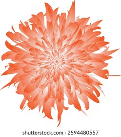 A close up of a large orange flower with a white background
