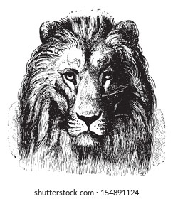 Close up of a Lion's face, vintage engraved illustration. Animaux Sauvages et Domestiques - For kids - 1892. 