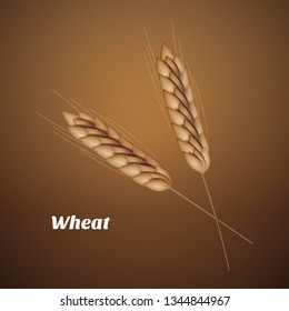 Close up look at wheat isolated brown background in 3d illustration