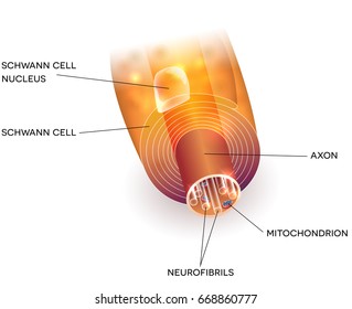 Close up of nerve cell axon and myelin sheath