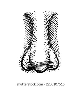 Nahaufnahme von Nase aus Sichtwinkel. Menschliche Biologie, Organanatomie Vektorgrafik. Die handgezeichnete Gravur im alten Skizze- und Vintage-Stil. Gesichtsnähe.