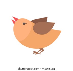 Close Up of orange bird with beak and claws, animal that is ready to fly, image represented on vector illustration isolated on white