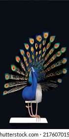 Close up peacock with feathers in nature