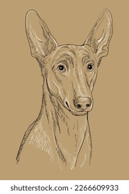 Close up Pharaon dog hand drawing monochrome vector isolated illustration on brown background. Cute realistic funny dog. For print, design, T-shirt, sublimation, decor, coloring, card