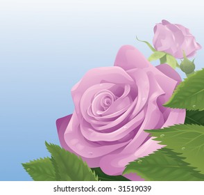 Close up of a pink roses with leafs on a blue background.