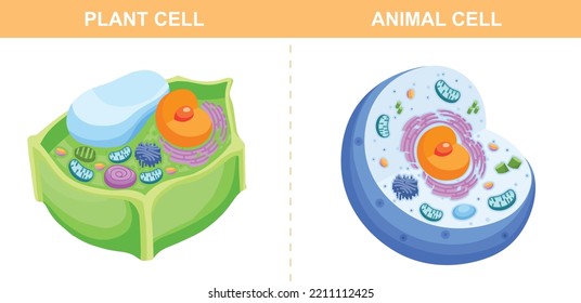 Close Up Plant and Animal Cells Structure Diagram Colorful Flat Vector Illustration