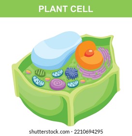 Close Up Plant Cell Structure Colorful Flat Vector Illustration