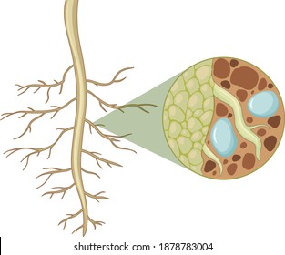 Cierre de las raíces de las plantas con el interior de la estructura de raíces aisladas en la ilustración de fondo blanco