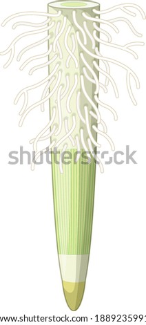 Close up of plant roots isolated on white background illustration