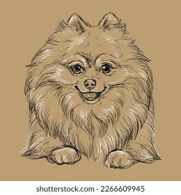 Close up Pomeranian dog hand drawing monochrome vector isolated illustration on brown background. Cute realistic funny dog. For print, design, T-shirt, sublimation, decor, coloring, card