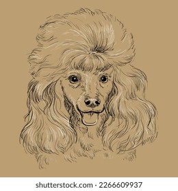 Close up Poodle dog hand drawing monochrome vector isolated illustration on brown background. Cute realistic funny dog. For print, design, T-shirt, sublimation, decor, coloring, card