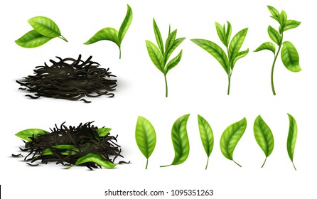 Close up realistic tea dried herbs and greens tea leaves isolated vector set. Tea green herb natural, drink healthy illustration