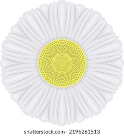 A close up of a single chamomile flower in flat colour