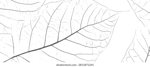Close up of a skeletonized leaf showing intricate vein patterns in black and white veins texture