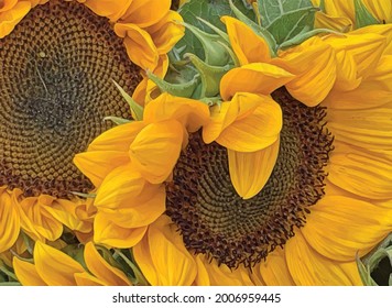 close up sunflower in the garden