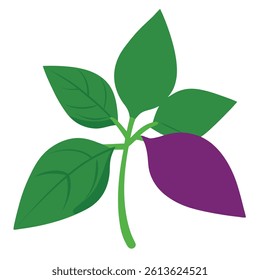 a close up of a thai basil plant with its distinct