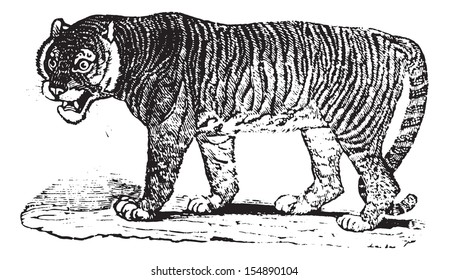 Close up of a Tiger, vintage engraved illustration. Animaux Sauvages et Domestiques - For kids - 1892.