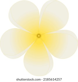 Una vista de primer plano de una flor frangipani blanca típica.