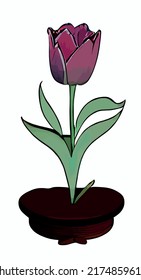 Close up Tulip flower isolated on background