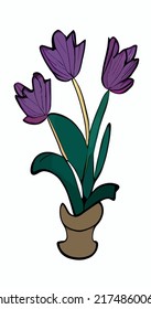 Close up Tulip flower isolated on background