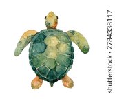 Close up of turtle shell pattern