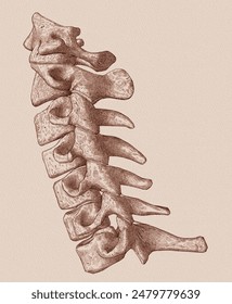 Close up, isolated, pen and ink, cervical spine (C1-C7) lateral view. Medical illustration.