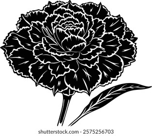 Close ups  of beauty carnation on white background 