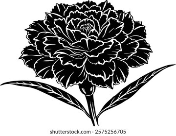 Close ups  of beauty carnation on white background 