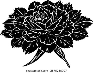 Close ups  of beauty carnation on white background 