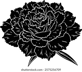 Close ups  of beauty carnation on white background 