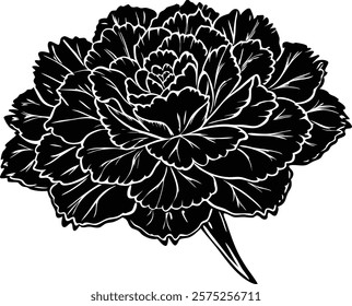 Close ups  of beauty carnation on white background 