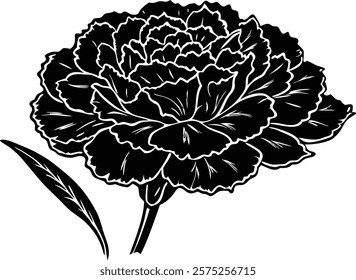 Close ups  of beauty carnation on white background 