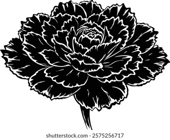 Close ups  of beauty carnation on white background 