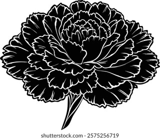 Close ups  of beauty carnation on white background 