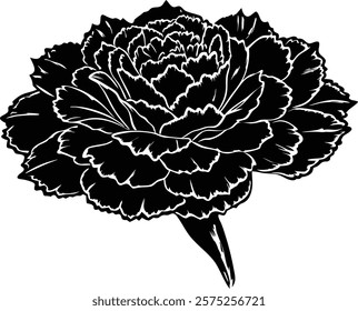 Close ups  of beauty carnation on white background 