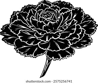 Close ups  of beauty carnation on white background 