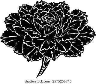 Close ups  of beauty carnation on white background 