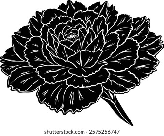 Close ups  of beauty carnation on white background 