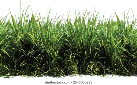 Close up vector grass field row cut out backgrounds, lush meadow, nature backdrop, green grass, vibrant landscape, outdoor scenery, spring field, nature texture, fresh greenery